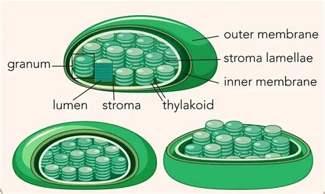 Plastids Definition, Example &Types Video Lesson Transcript, 48% OFF