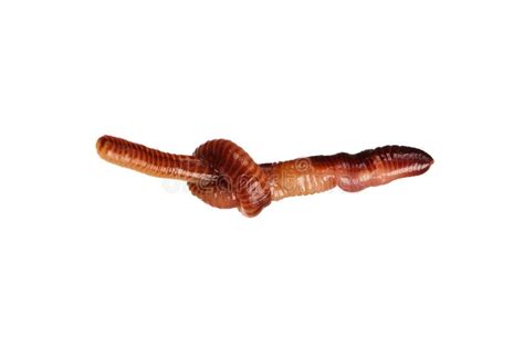 Earthworm Close Up 2 stock image. Image of white, worm - 2503261