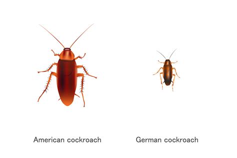 American Cockroaches vs. German Cockroaches- Prime Pest Solutions