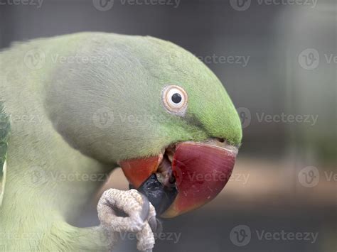 african green parrot bird 20338246 Stock Photo at Vecteezy