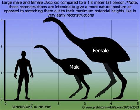 The two most famous examples of this effect were the various moa species and… | Megafauna ...