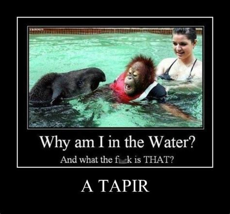 Very Demotivational - tapir - Very Demotivational Posters - Start Your ...