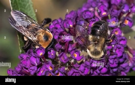 A female Eastern Carpenter Bee (Xylocopa virginica) and a Common Eastern Bumble Bee (Bombus ...