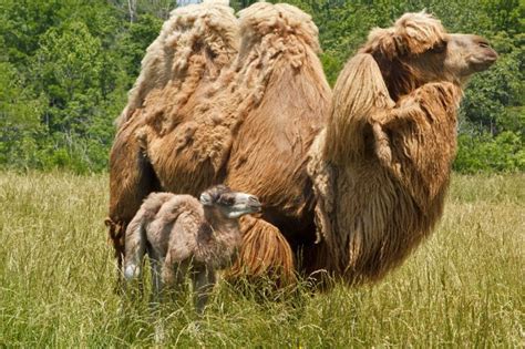 Baby Bactrian camel - she's a looker! Extinct Animals, Zoo Animals ...