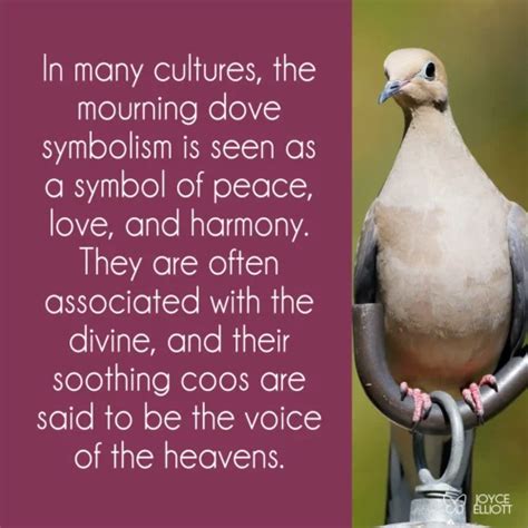 Mourning Dove Symbolism: 7 Powerful Symbols Of Life, Death, and Rebirth ...