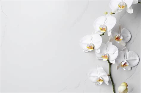 Flowers of white orchid phalaenopsis on a white background Copy space Generative AI | Premium AI ...