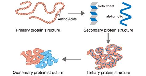 Structure Of Proteins