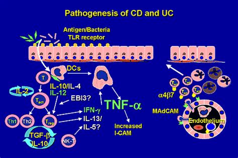 Challenges in Crohn's Disease: The Role for Current and Future TNF Antagonists