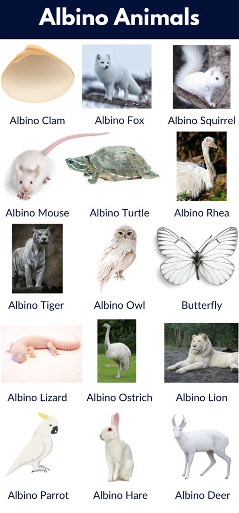 Albino Animals List | Pictures - GrammarVocab