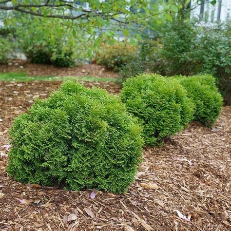 Tater Tot® Arborvitae | Proven Winners | Foundation planting ...