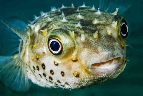 Facts about puffer fish