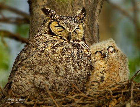 baby great horned owl pictures - Patria Spinks