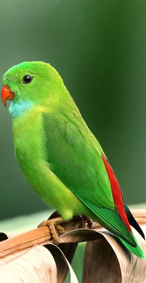 About Wild Animals: A beautiful green parrot | Green parrot bird ...