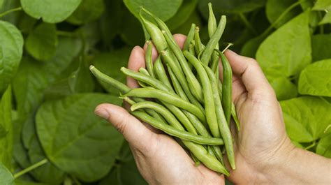 15 Tips To Add Flavor To Green Beans