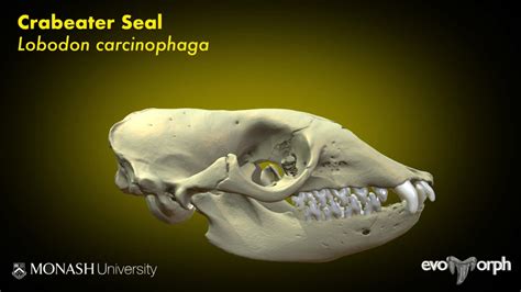 Teeth of the Crabeater Seal - 3D model by Evans EvoMorph Lab (@arevans) [e14b1f6] - Sketchfab