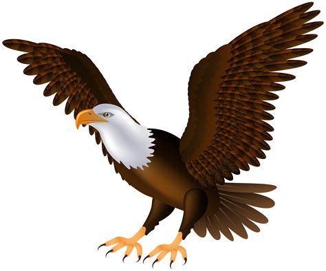 Bald Eagle Bird Clip Art Eagle Png Download 21641673 - vrogue.co