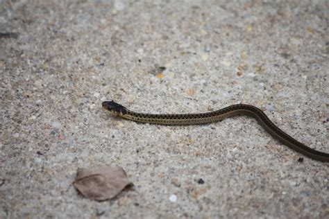 Baby Common Garter snake | Friends of Glen Providence Park