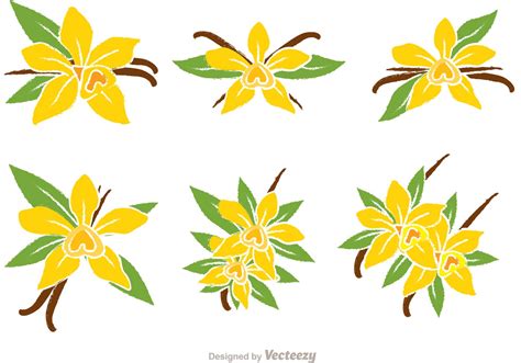 Vanilla Flower Vectors 87085 Vector Art at Vecteezy