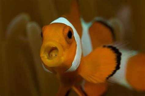 Tongue Eating Louse - Photo of the Day - Underwater Tribe