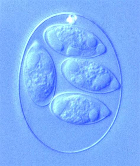 Animal Parasitology