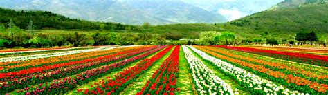 Garden in Kashmir, Mugal Garden Kashmir, Shalimar Garden, Nishat Bagh