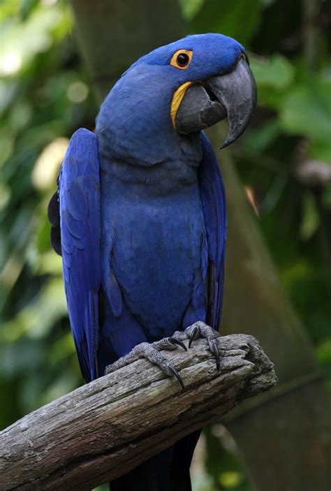 Hyacinth macaw - Wikiwand