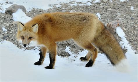 Fox, Species, Habitat, Behavior, & Facts, fox - okgo.net