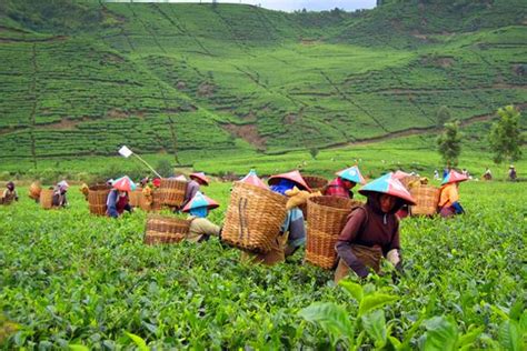 Kualitas Pucuk Dipengaruhi Ketinggian | Media Perkebunan