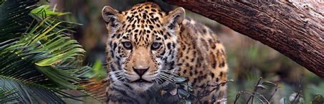 Jaguar Feeding - Feline Facts and Information