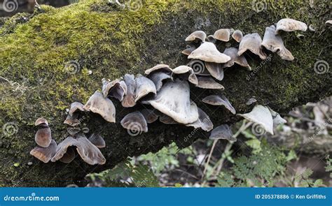 Fungi on rotting log stock photo. Image of fungus, nature - 205378886