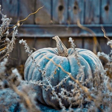 The Blue Moon pumpkin is quite an interesting pumpkin. The outside is blue and the flesh is ...