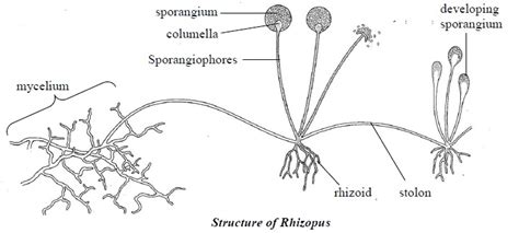 Understanding Rhizopus: Structure, Functions, and Life Processes