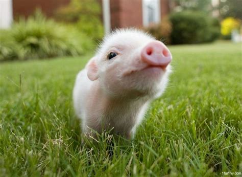 Cute Piglet – 1Funny.com