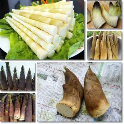 Bamboo sprouts benefits – NatureWord