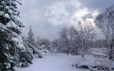 winter, Forest, Snow, White, Trees Wallpapers HD / Desktop and Mobile Backgrounds