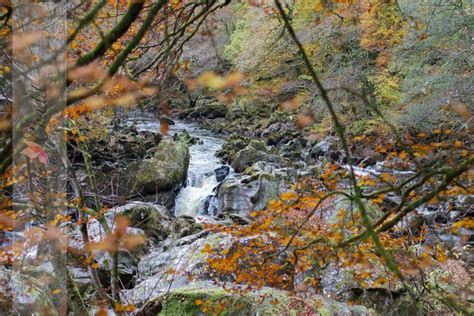 Autumn in Perthshire, Scotland | Hermitage, Big tree, Fall colors