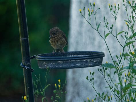 P6157157_DxO | baby robin! | Tony Lloyd | Flickr