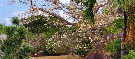 Trees, Kapok (Silk Cotton) Tree, St. Croix, USVI