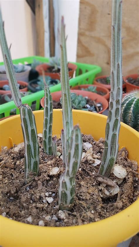 Pickle plantPickle cactusPickle Cactus PlantSenecio | Etsy