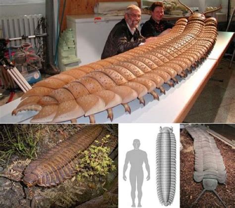 largest bugs ever found | 10 Prehistoric Bugs That Could Seriously Mess ...