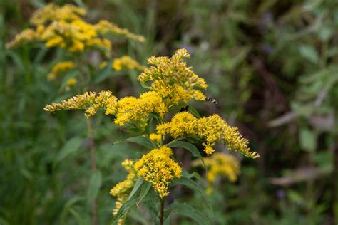 Goldenrod: Plant Care & Growing Guide - TrendRadars