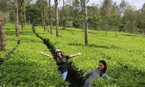 10 Gambar Kebun Teh Tambi Wonosobo, Biaya Tiket Masuk, Harga Penginapan Hotel Villa + Rute ...