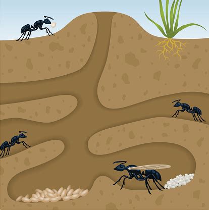 Ant Colony Stock Illustration - Download Image Now - Ant, Animal Egg, Animal Nest - iStock