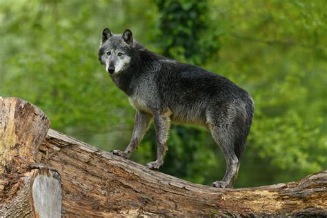 Wolf | The Réserve Zoologique de la Haute-Touche (Haute-Touche Animal ...