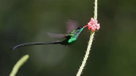 4 Jamaican Hummingbird Species To Spot On Your Next Vacation