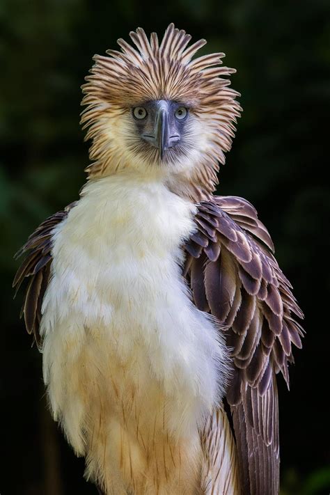 Philippine Eagle; Staring by Jon Chua on 500px | Philippine eagle, Birds, Pet birds