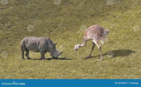 Giant Animals Royalty Free Stock Photography - Image: 22244017