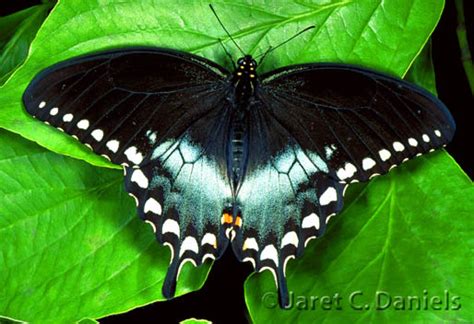 Spicebush Swallowtail – Florida's Wildflowers & Butterflies