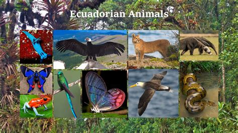 Ecuadorian Animals PowerPoint Slide by GoldenRaptor10 on DeviantArt