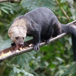 Tayra - Facts, Diet, Habitat & Pictures on Animalia.bio | Diurnal animals, Animals, Habitats